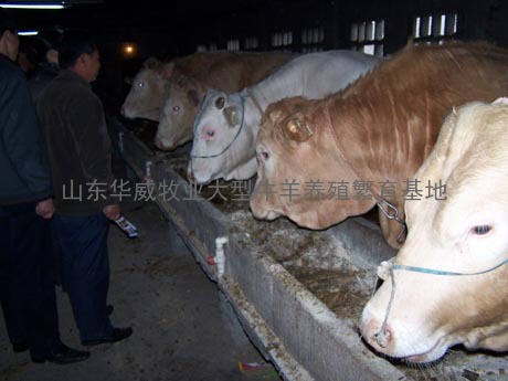 徐州市有没有肉牛养殖场
