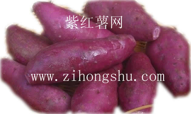 紫薯种 紫薯种苗批发 送紫薯种植技术