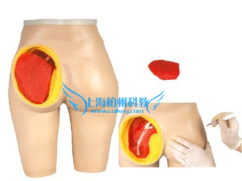 高级臀部肌肉注射与解剖结构模型