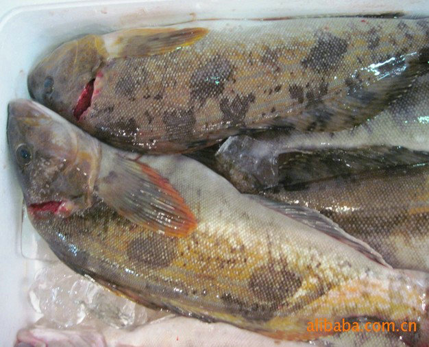 进口日本黄鱼