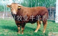 山东锦轩牧业牛羊养殖总场肉牛羊驴出售