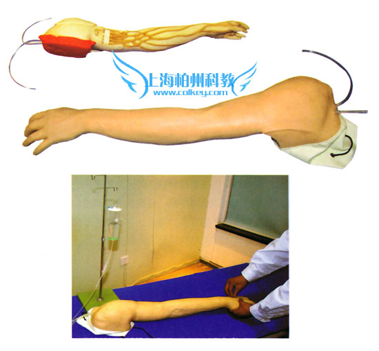 全功能完整静脉穿刺及注射训练手臂模型
