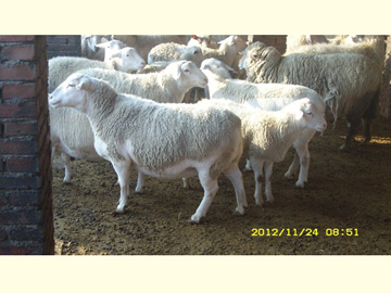 杜泊羊食草性强，便于饲养管理