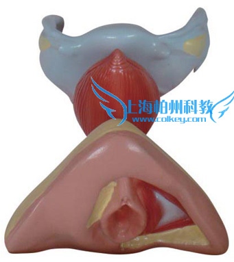 女性内外生殖器解剖模型