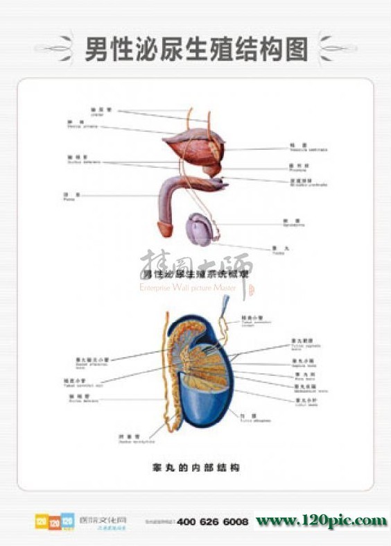 医院男科标语-男性泌尿系统结构图