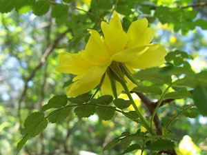 黄刺梅优质苗木就选全球绿化