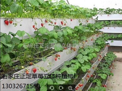 草莓立体种植槽