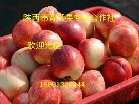 2013陕西油桃种植基地5月份大量供应需要5号油桃