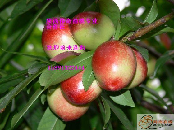 2013陕西陆地油桃价格油桃销售