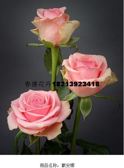 优质玫瑰花苗粉色玫瑰种苗戴安娜多花瓣大花型
