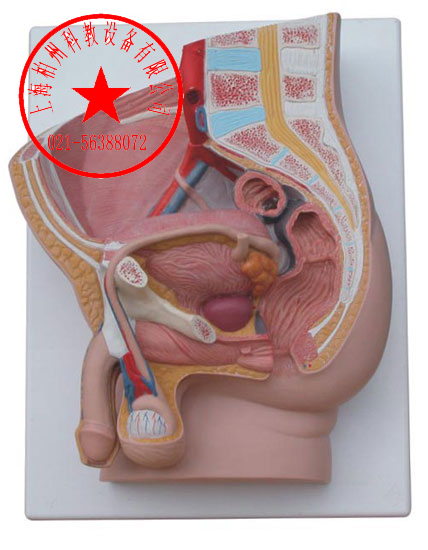 男性矢状解剖模型