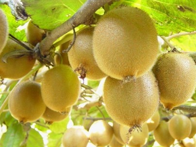 苏州猕猴桃种植价格