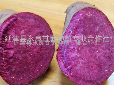  紫薯型甘薯-紫菁1号