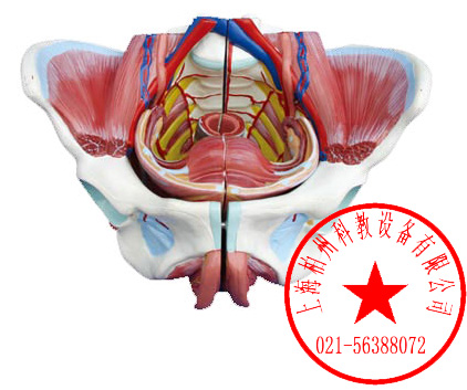 高级女性骨盆附生殖器与血管神经模型