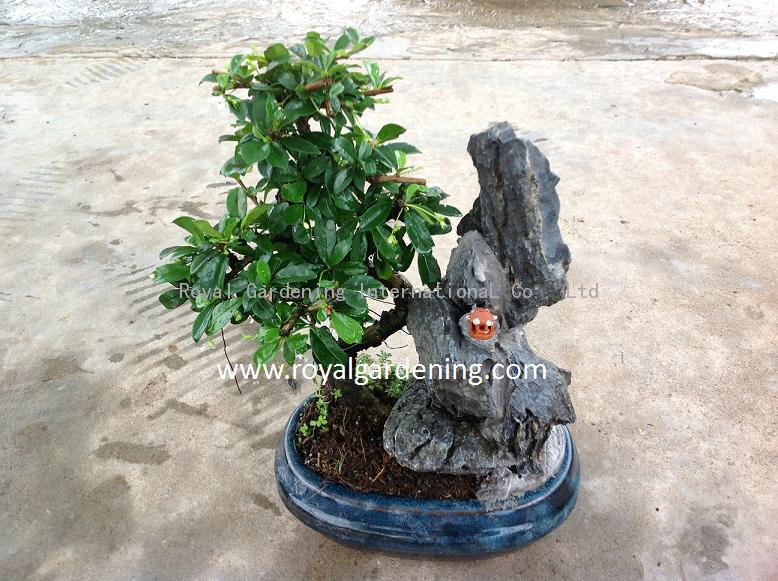 Carmona stone bonsai