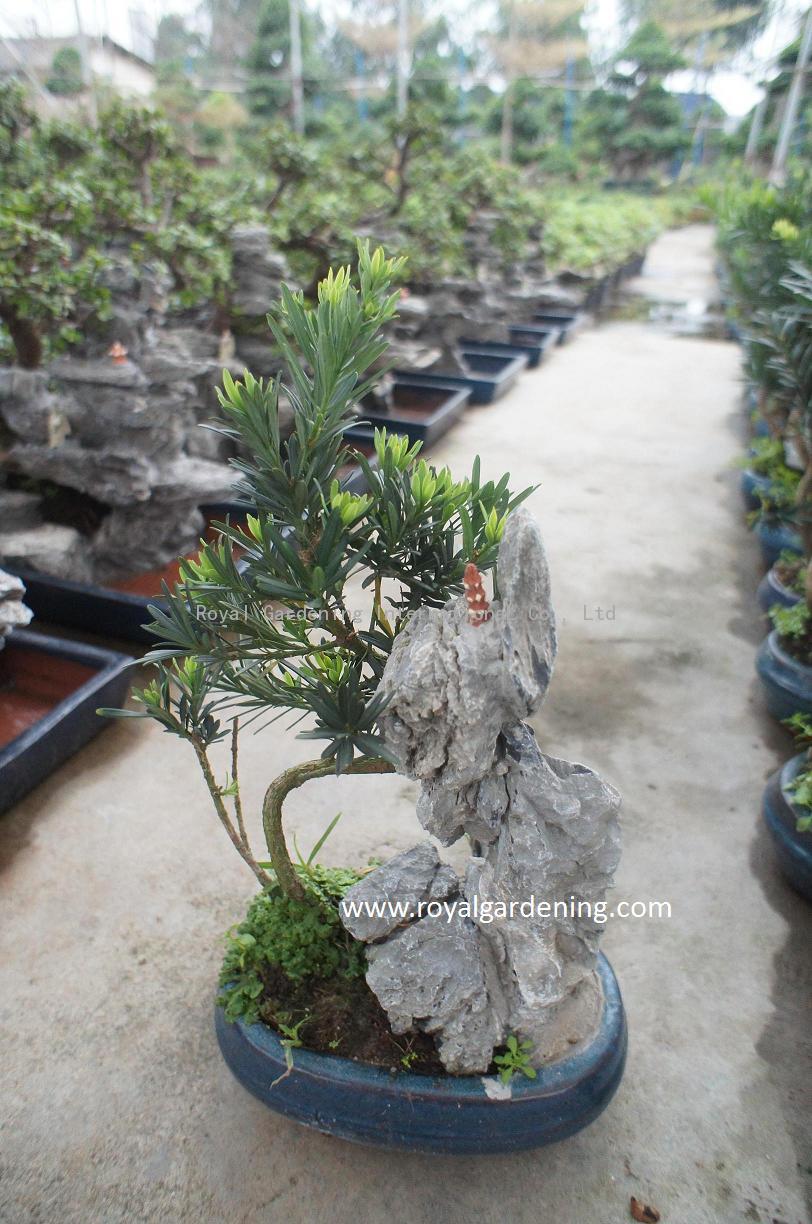 Podocarpus macrophyllus Bonsai