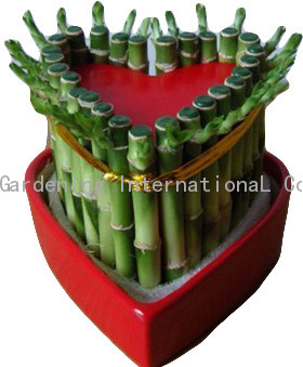 Lucky bamboo heart arrangement