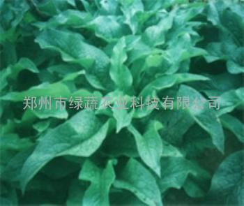 高杆菠菜 鲁梅克斯种子