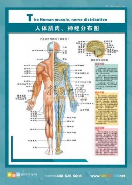 人体解剖图-人体肌肉、神经分布图