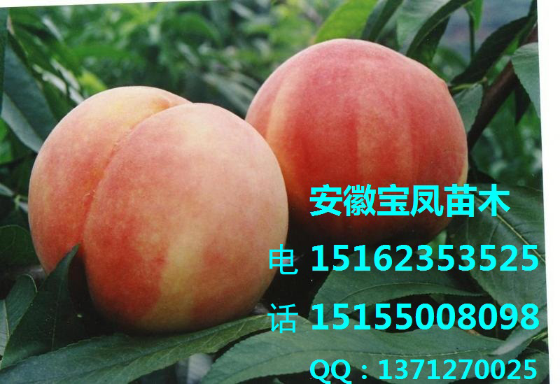 3.5公分桃树苗价格|4.6公分桃树苗基地