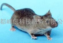 成都峰创灭鼠除虫服务有限公司