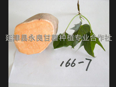 保健型甘薯-脱毒水果166-7