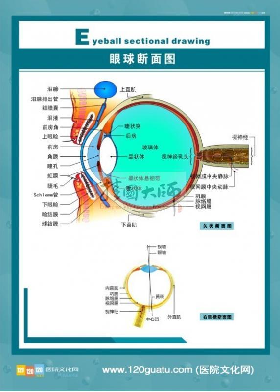 眼科解剖图：眼球断面图
