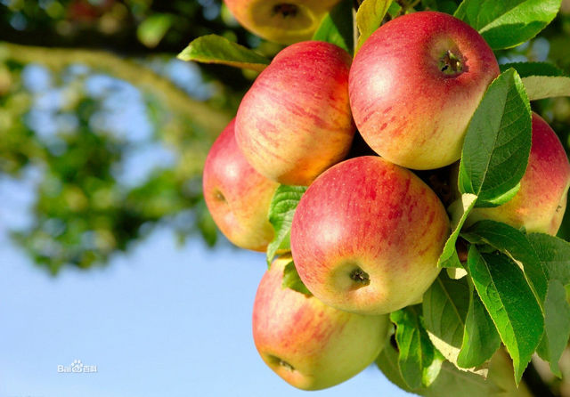 供应供应酿造苹果醋生产线项目