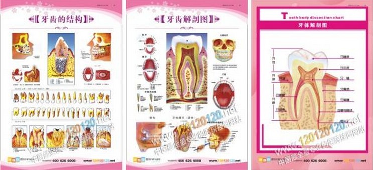 医院文化标语-牙齿解剖图