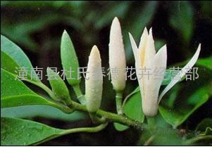 供应优质黄桷兰　白兰花带盆　绿化盆栽植物