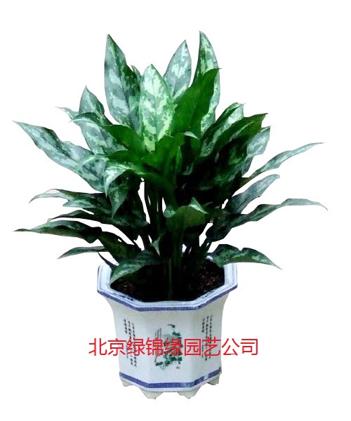供应北京优质绿植 优质花卉租赁公司