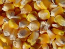 长期求购玉米等饲料原料，哪里有优质玉米厂家？