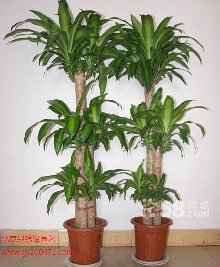 北京花卉销售 北京室内绿化植物租赁服务