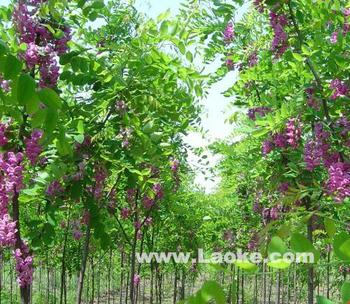 山西香花槐 供应香花槐 香花槐基地