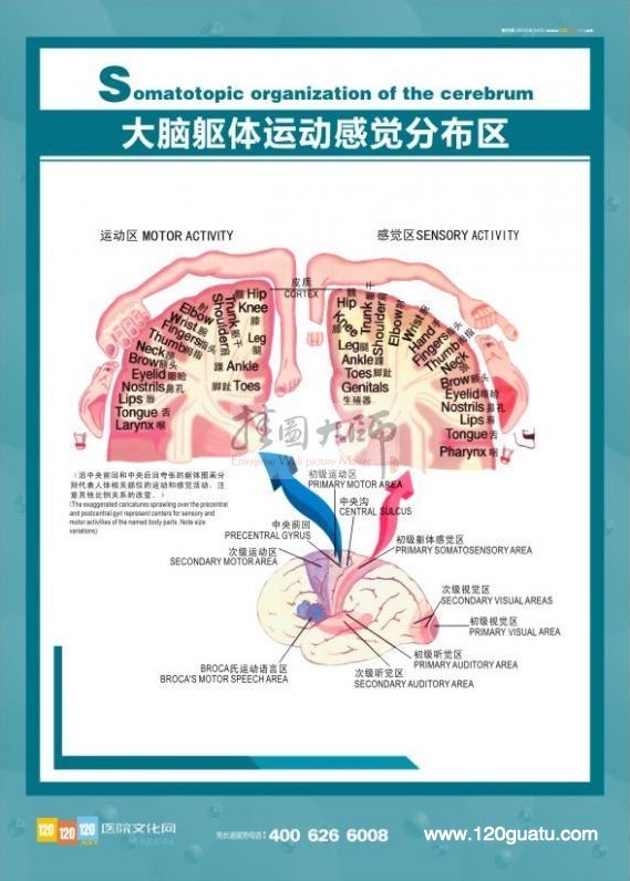 大脑躯体运动感觉分布图-医学解剖图