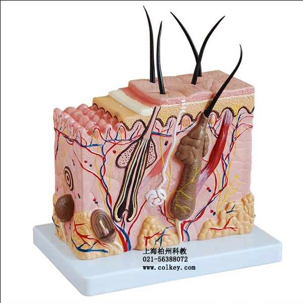 人体皮肤结构模型，人体皮肤解剖模型