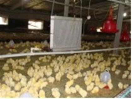 养鸡加温设备节约煤炭