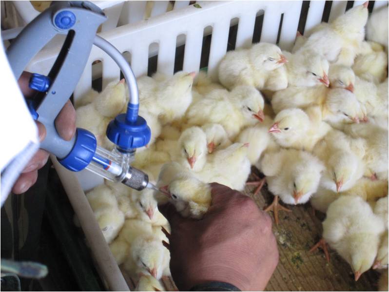 养殖厂家禽注射疫苗用进口连续注射器