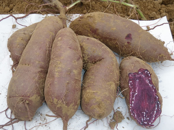 德国紫薯种和种苗 德国地瓜 德国黑薯