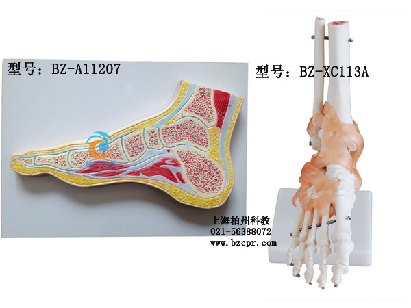 足关节剖面模型,脚关节解剖模型