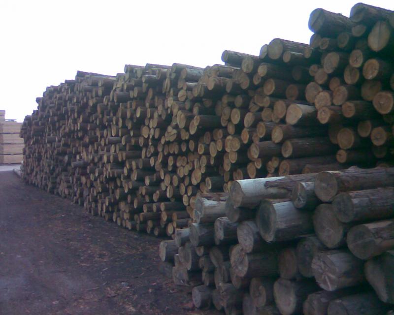 广州代理进口南非木材进口报关运输货代公司