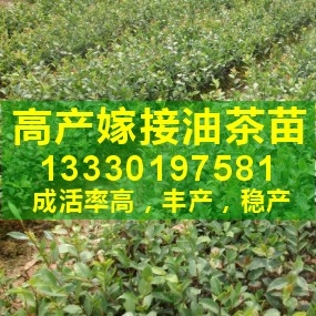 ★福建茶树苗种植|供应湖南良种油茶苗|油茶树价格