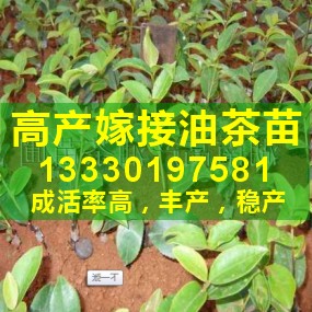 ★高产嫁接油茶苗|江西山茶树苗价格|油茶籽苗