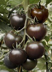 黑番茄种子