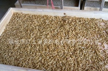 黄粉虫种虫价格黄粉虫养殖步骤