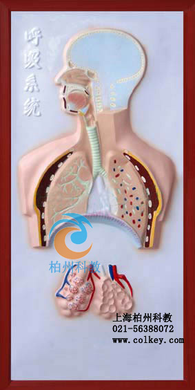 呼吸系统模型,呼吸系统浮雕模型