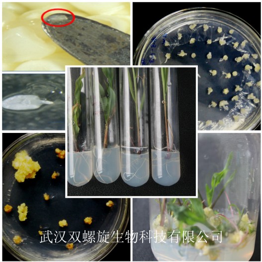 农杆菌介导法玉米转化
