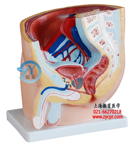 男性盆腔正中矢状解剖模型,生殖系统解剖模型