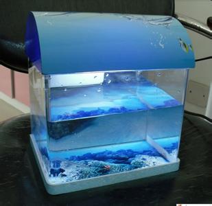 低碳生态玻璃鱼缸