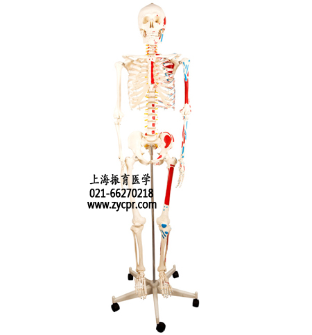 人体骨骼肌肉着色模型,全身骨架模型